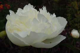 paeony
